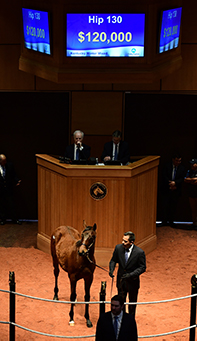 exaggerator colt