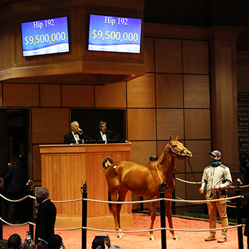 monomoy girl fasig tipton november