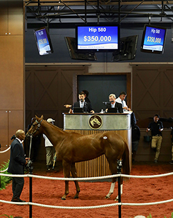 midlantic fasig-tipton bayern filly