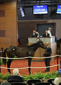 fasig-tipton midlantic tapit colt