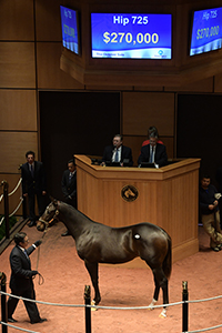 fasig-tipton october sale violence colt