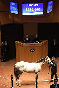 fasig-tipton october sale tapit colt