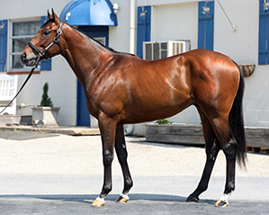 fasig-tipton midlantic american pharoah colt