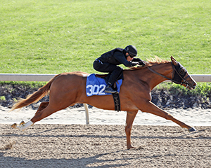 midlantic fasig-tipton tonalist colt