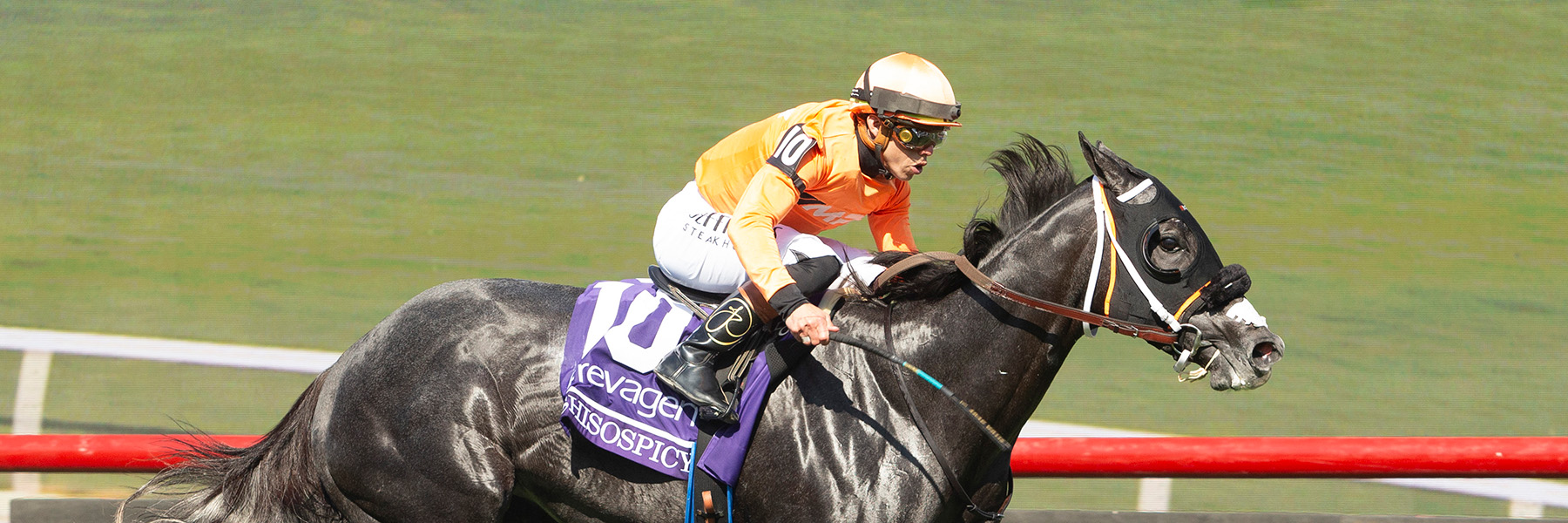 Shisospicy - 25 BC Turf Sprint - July