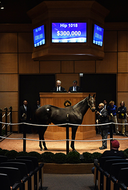 fasig tipton kentucky october yearlings sale hip 1018 speightstown colt