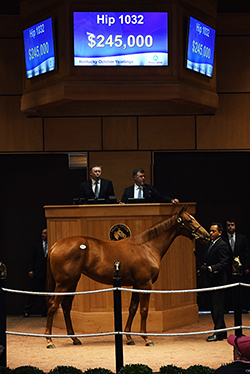 fasig tipton kentucky october yearlings ghostzapper filly 