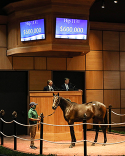 uncle mo colt fasig tipton kentucky october yearlings