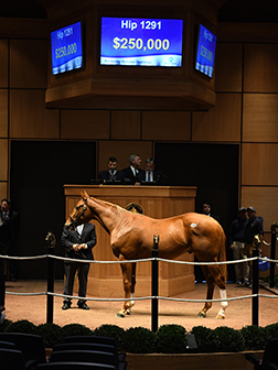 fasig tipton kentucky october yearlings sale curlin colt