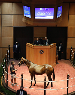 hip 135 tiznow colt fasig-tipton