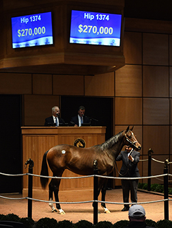 fasig tipton kentucky october yearlings sale empire maker colt