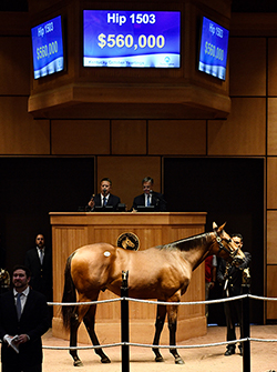 fasig tipton kentucky october yearlings candy ride colt