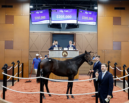 nyquist colt