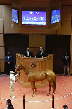 got stormy fasig tipton november sale