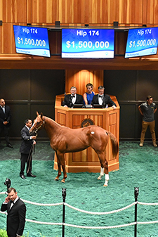 fasig tipton saratoga curlin colt