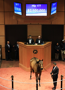 fasig tipton the november sale separationofpowers