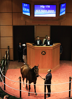 fasig tipton november sale shamrock rose