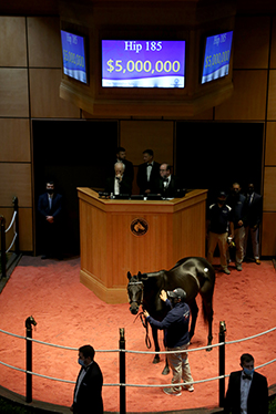 midnight bisou fasig tipton november