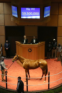 monomoy girl fasig tipton november