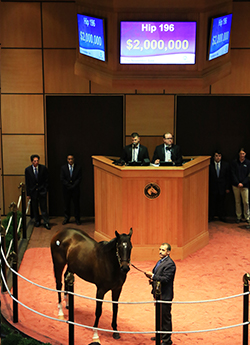 fasig tipton november sale wonder gadot