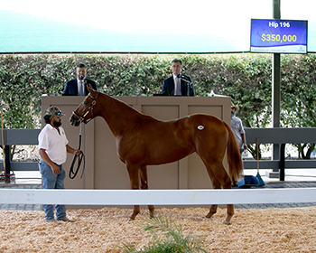 american pharoah filly cecilia gustavsson