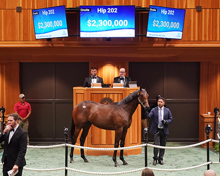 gun runner colt fasig-tipton saratoga sale