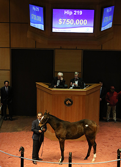 fasig tipton november sale gun runner filly