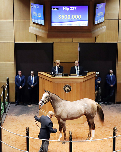 justify colt fasig-tipton