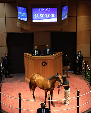 hip 232 quality road filly fasig-tipton