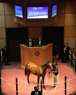 hip 232 quality road filly fasig-tipton