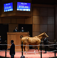 fasig tipton kentucky samara