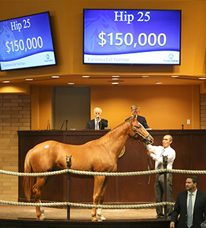 goldencents colt fasig tipton california yearlings