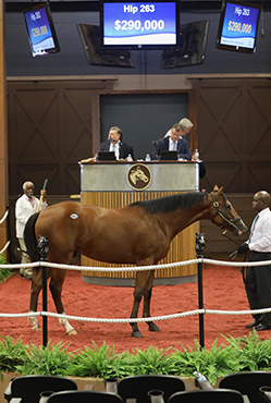 into mischief colt fasig-tipton midlantic