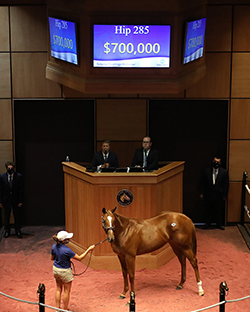 hip 285 curlin filly fasig-tipton