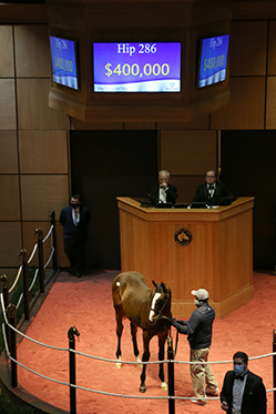 into mischief colt fasig tipton november