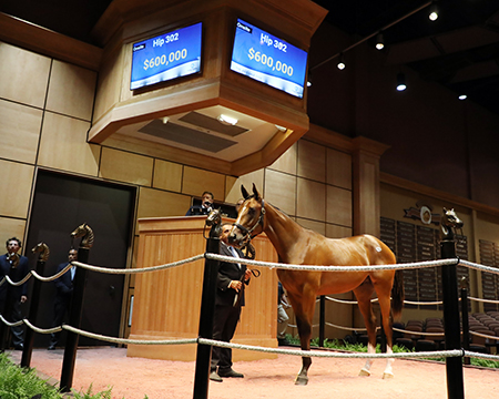 curlin colt fasig-tipton