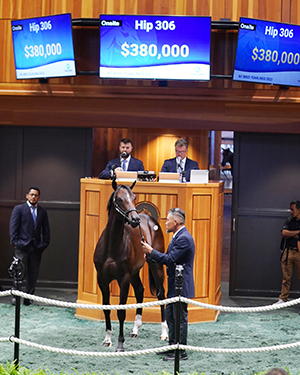 hip 306 violence colt ny bred yearlings fasig tipton