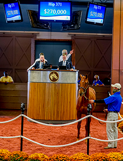 gun runner colt midlantic fall yearlings