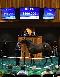 fasig tipton new york bred yearling runhappy filly