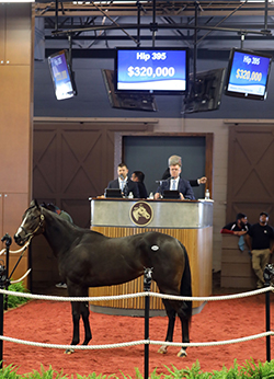 fasig-tipton midlantic honor code filly