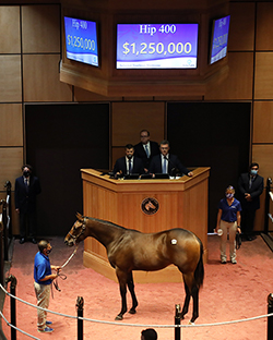 hip 400 colt american pharoah fasig-tipton