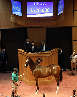 hip 433 into mischief colt fasig-tipton