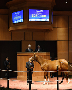 fasig tipton kentucky winter mixed chelsea market