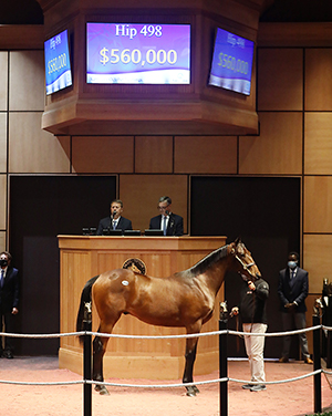 hip 498 quality road colt fasig tipton