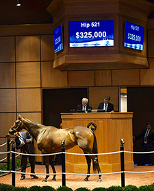 fasig-tipton orbolution