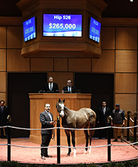 fasig tipton kentucky winter mixed street sense filly