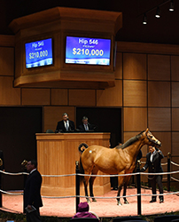 fasig tipton kentucky winter mixed toy moon