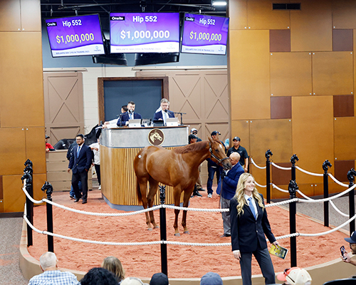 arrogate filly