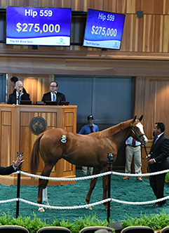 fasig tipton new york bred yearling constitution colt