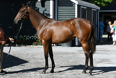 fasig tipton new york bred yearling malibu moon filly